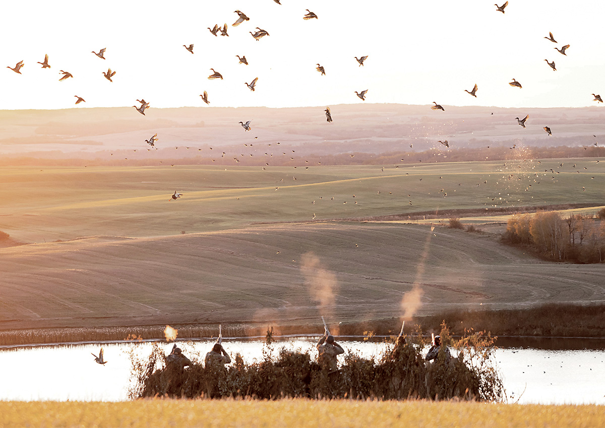 Hunters in blind, shotgunning waterfowl. Photo by Austin Ross